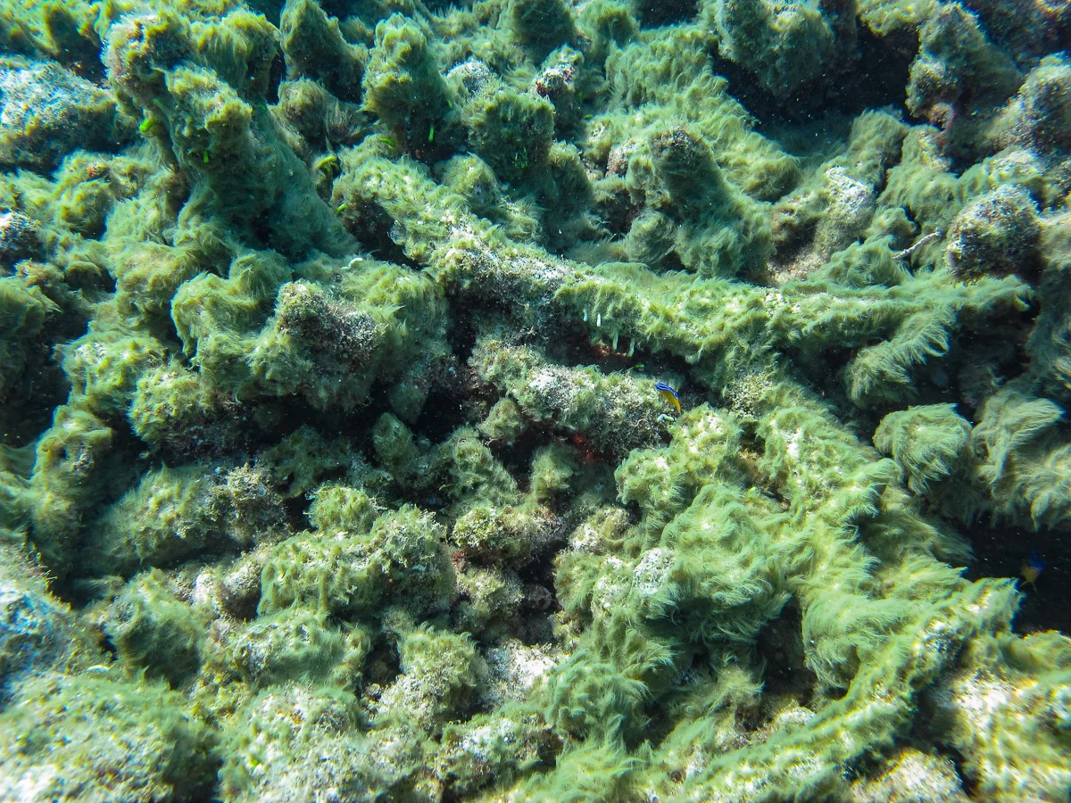 Blue-green algae growing on dead coral rubble