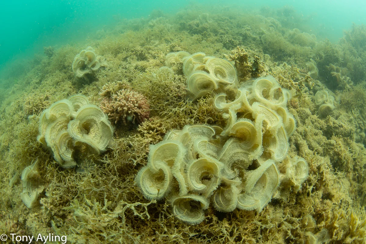 Algae still covers shallow sections of North Spit Reef