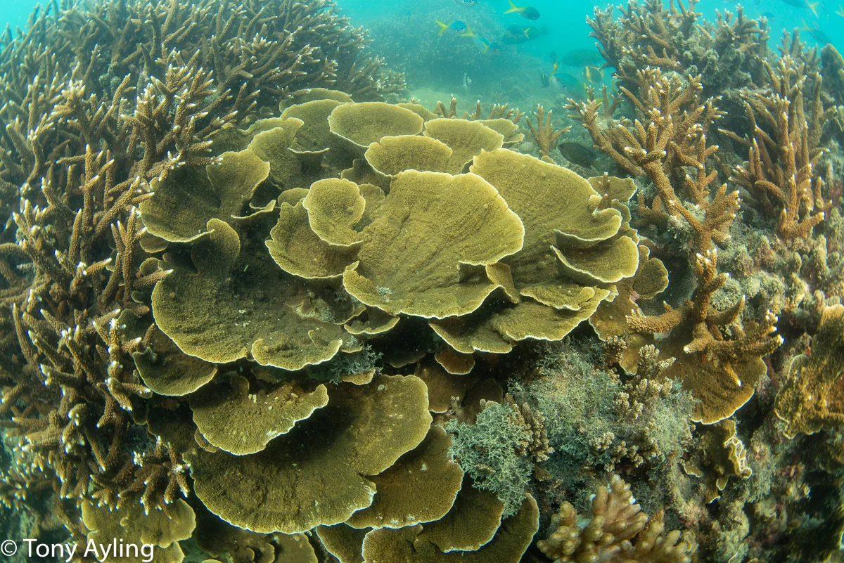 Healthy Acropora and Montipora corals on Middle Reef off Hydeaway Bay