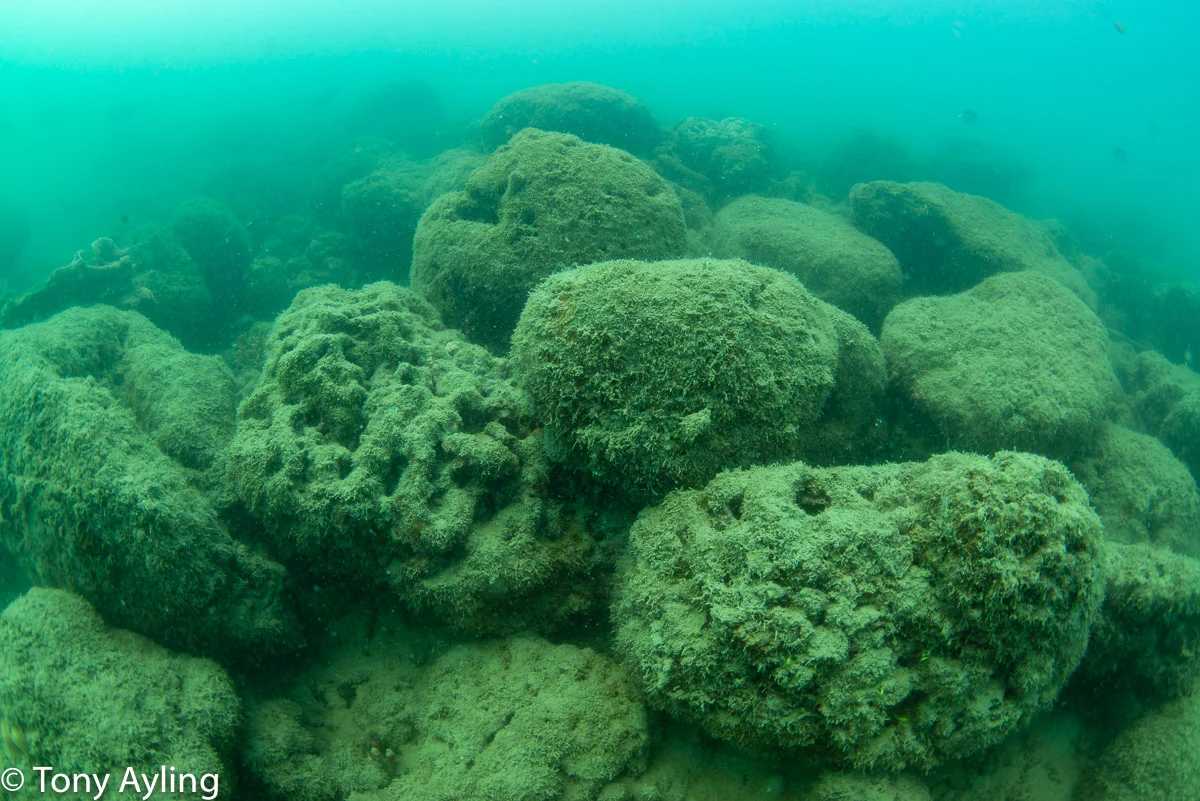 On deeper parts of North Spit Reef larger corals are dislodged and dead
