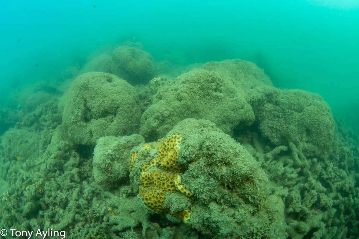 A few larger corals have survived and are slowly regrowing
