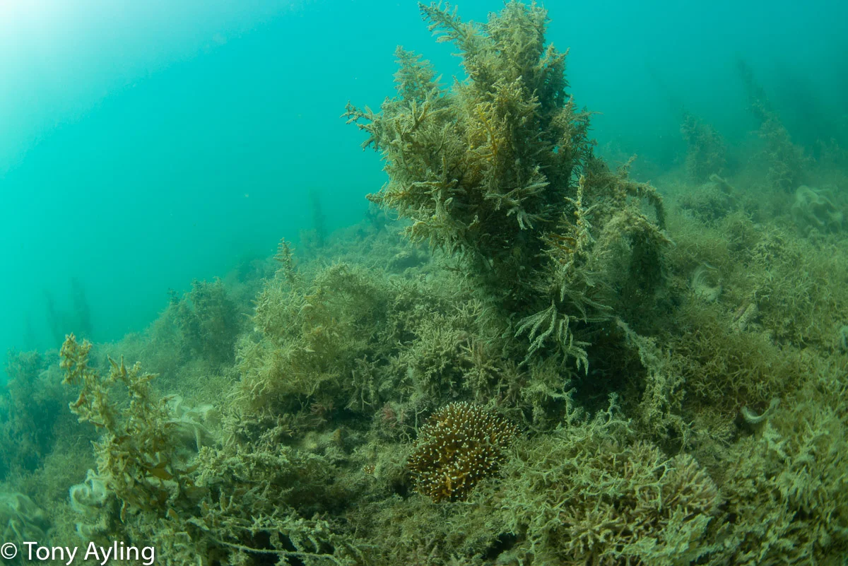 Macroalgae, including Sargassum , on North Spit Reef