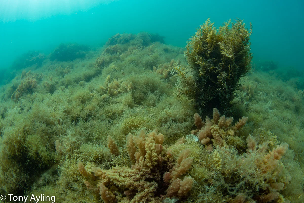 Shallow sections of Gumbrell Island reef were also covered in algae