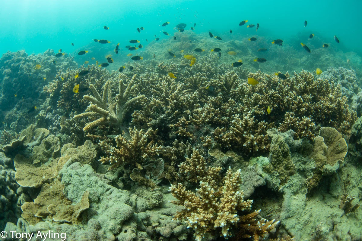 Acropora thickets recovering on Gumbrell Island