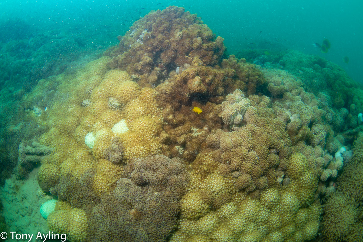There are five different species of Goniopora in this photo