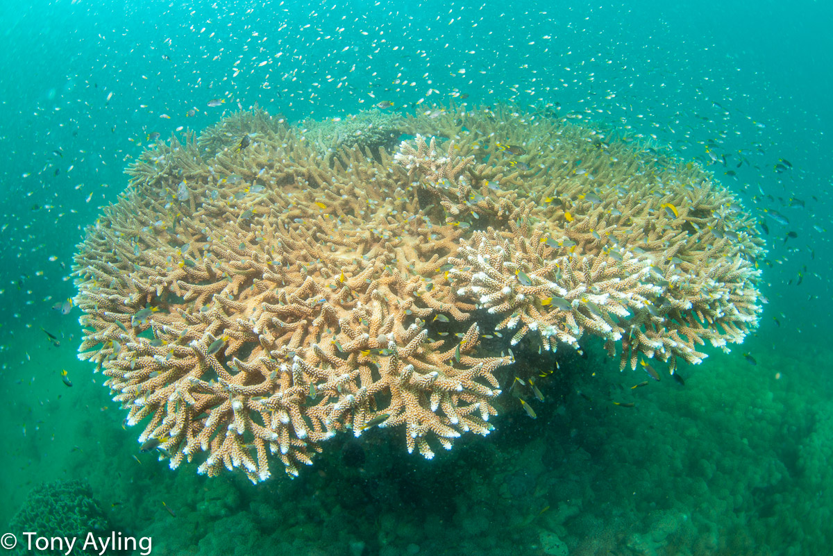 Huge Acropora valenciennesi colony on a shallow coral head