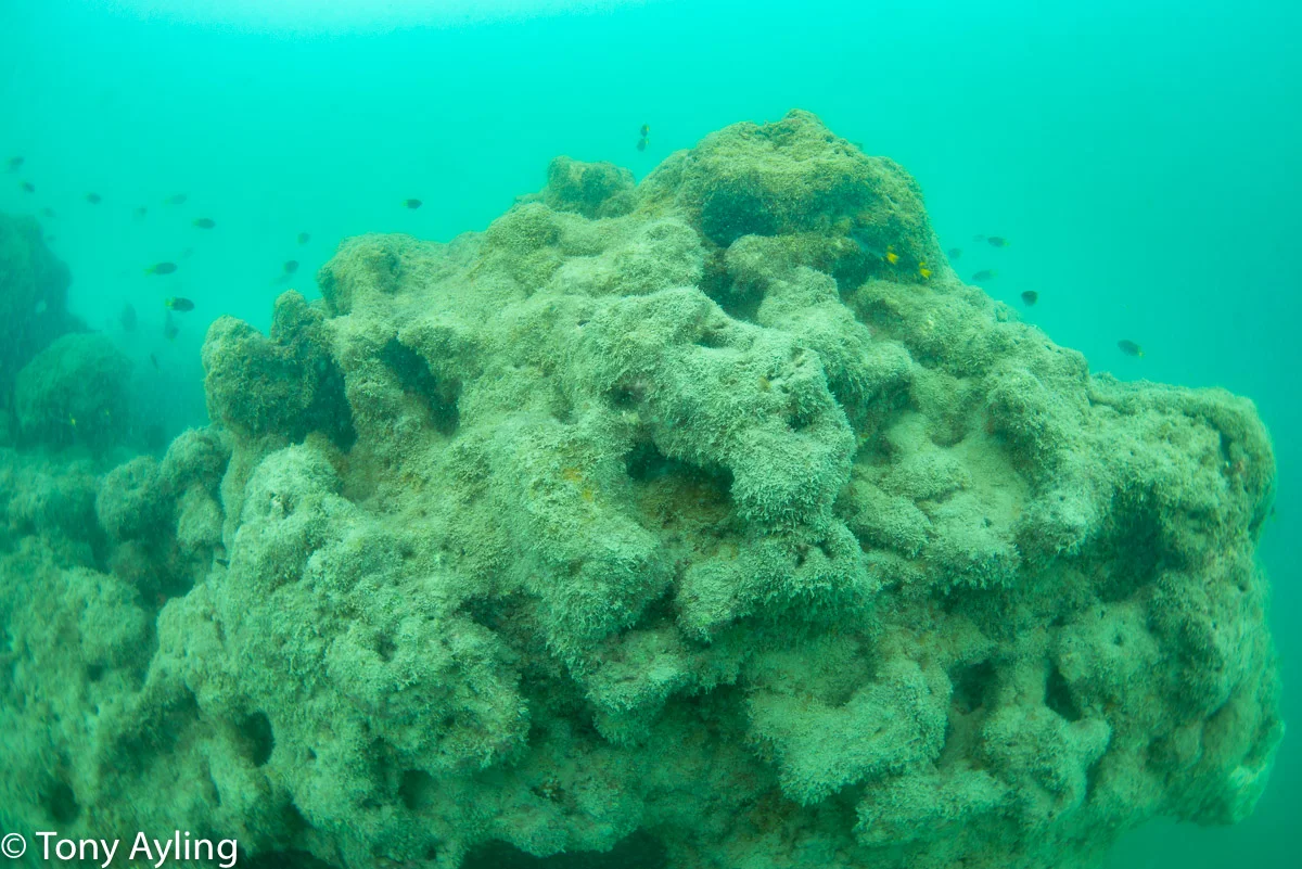 Most of the reef still had no coral cover