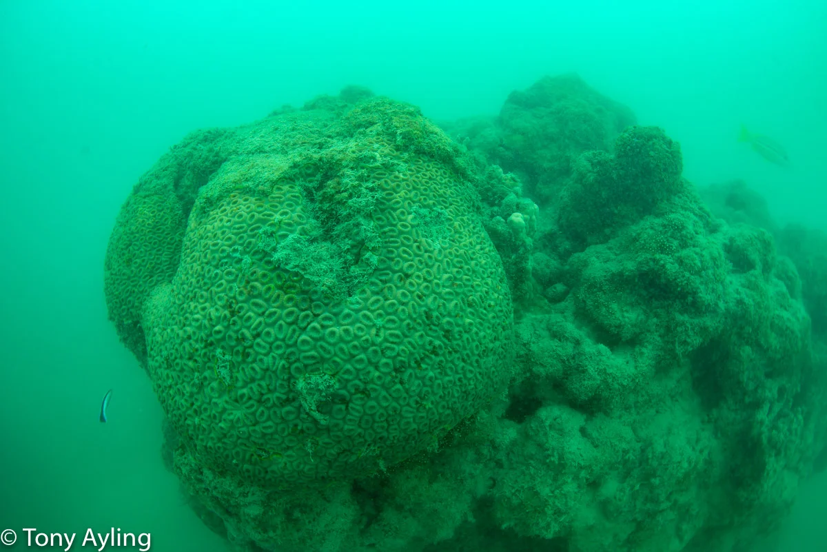 Damaged corals still looked unhealthy