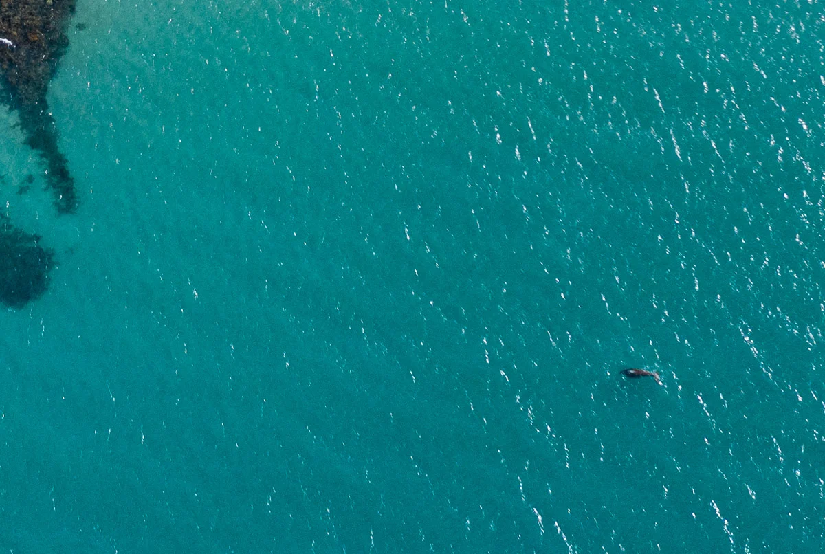 Dugong off the Hydeaway reef flat