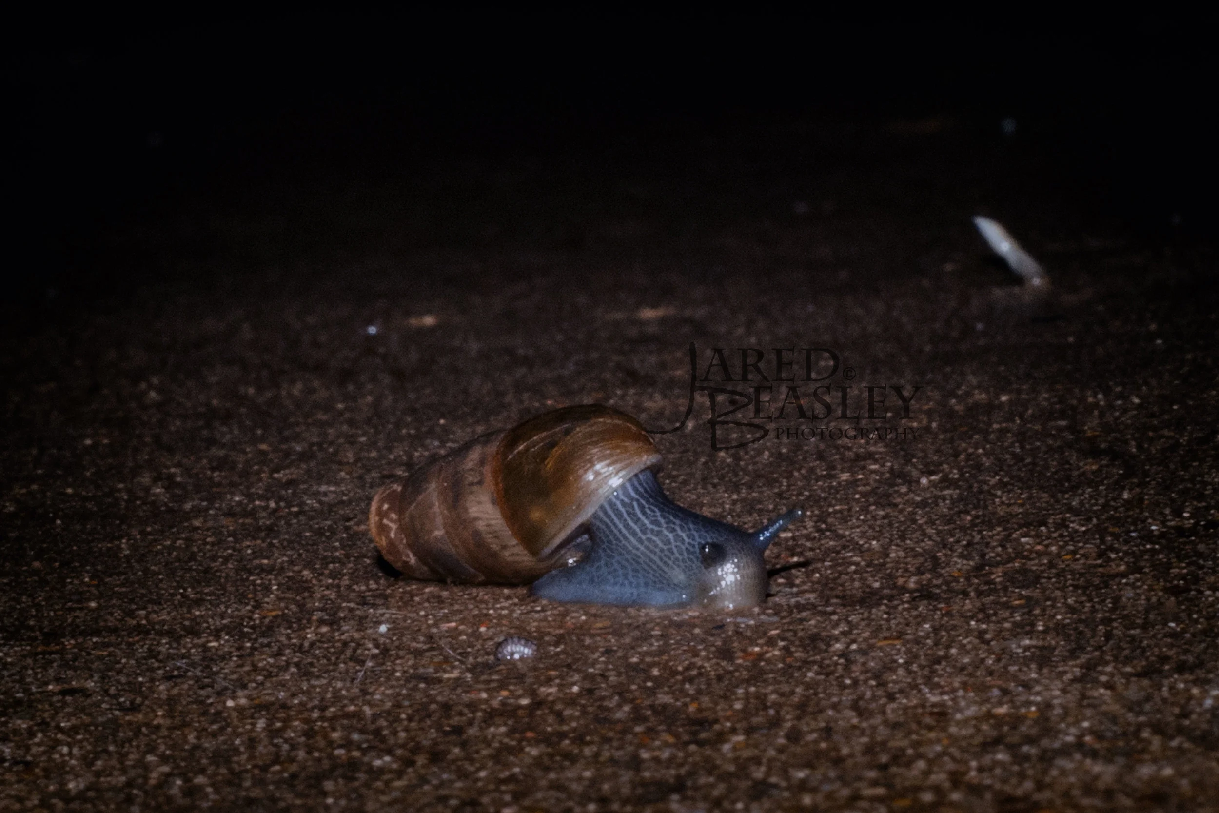 DSC_0156f.jpg