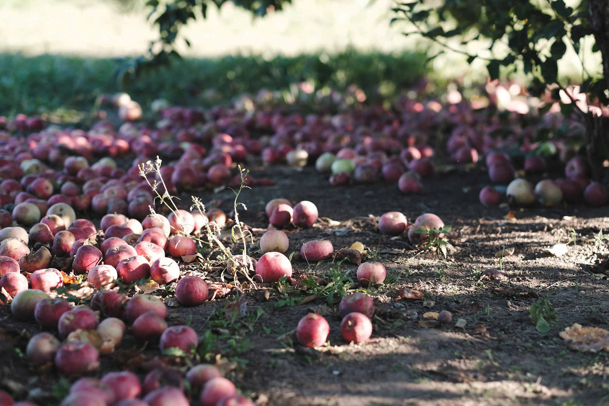 ApplePicking-MJ-WEB-0036.jpg