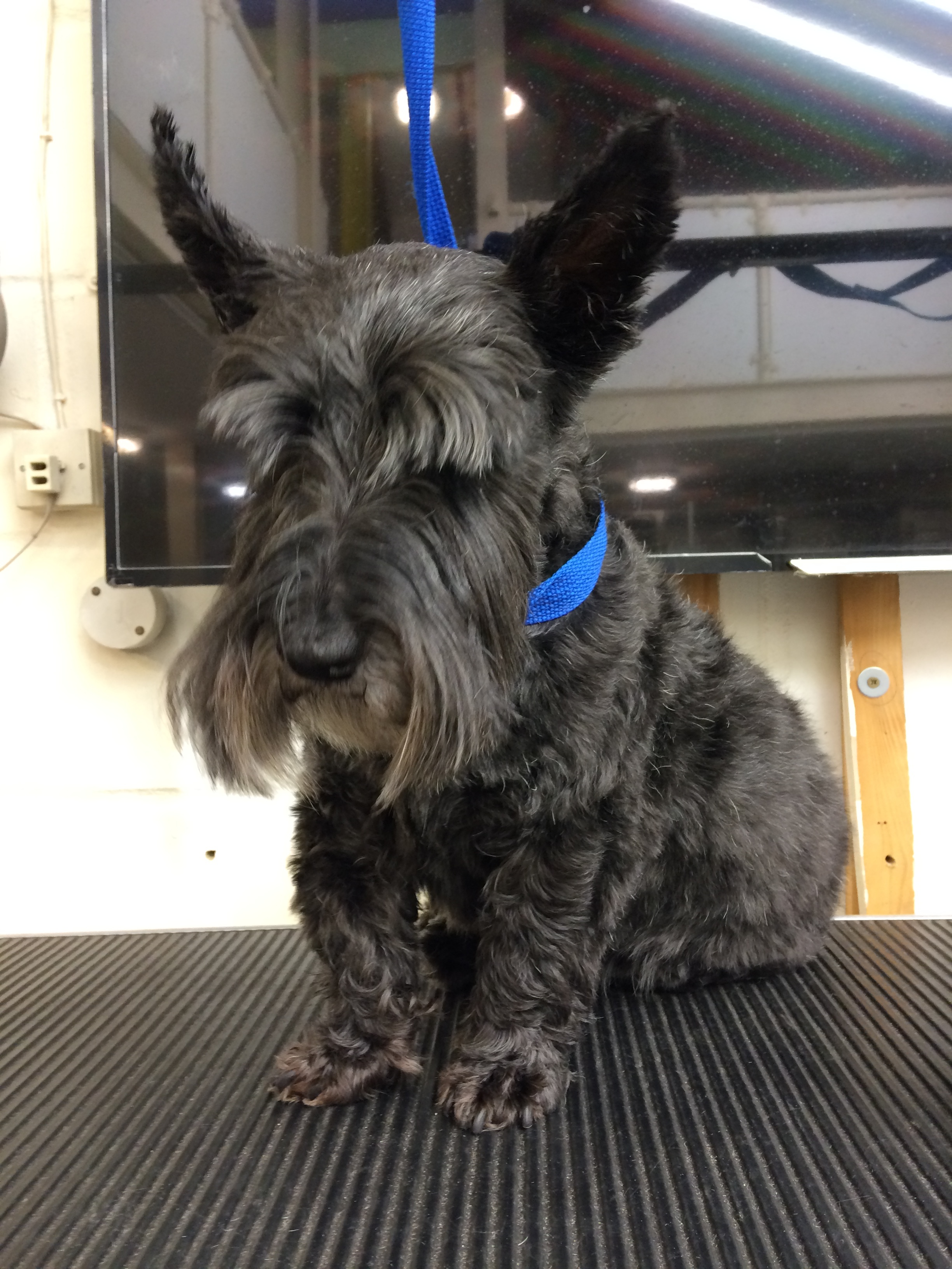 walk in groomers