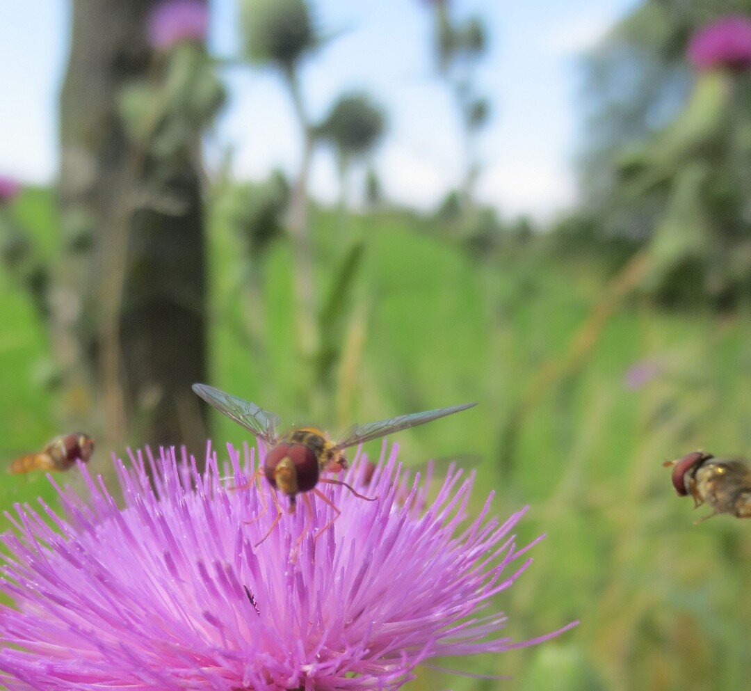 Was hast du als Kind am liebsten gemacht?

#natur #fotografie #naturephotography #philosophie #kindheit #childhood #flowers #philosophy #coaching 📘 https://tinyurl.com/y2pmwbmj