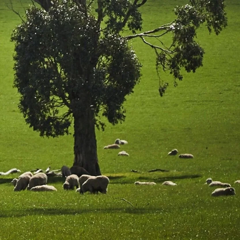 What are the environmental benefits of wool?