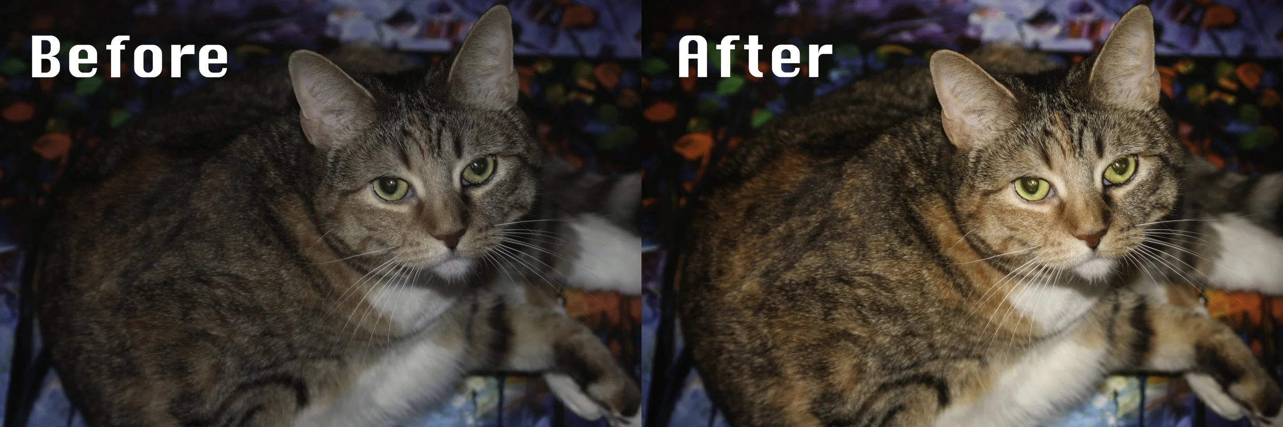 Cat before and after.jpg