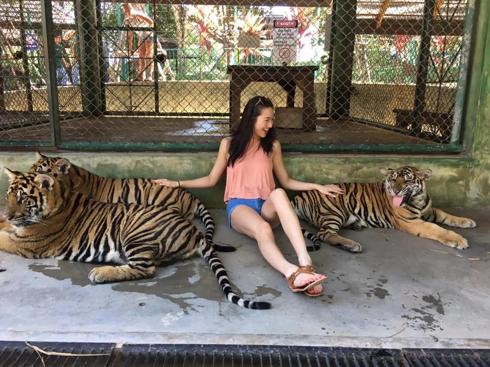tigers.jpg