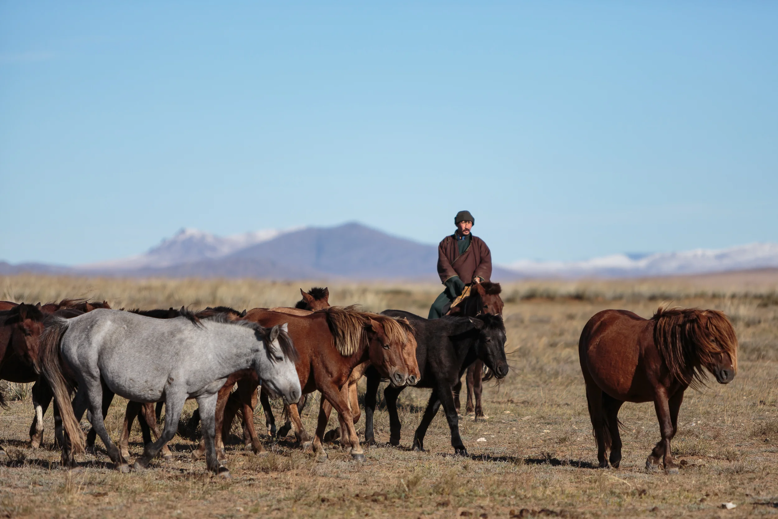 Mongolian nomad herding horses