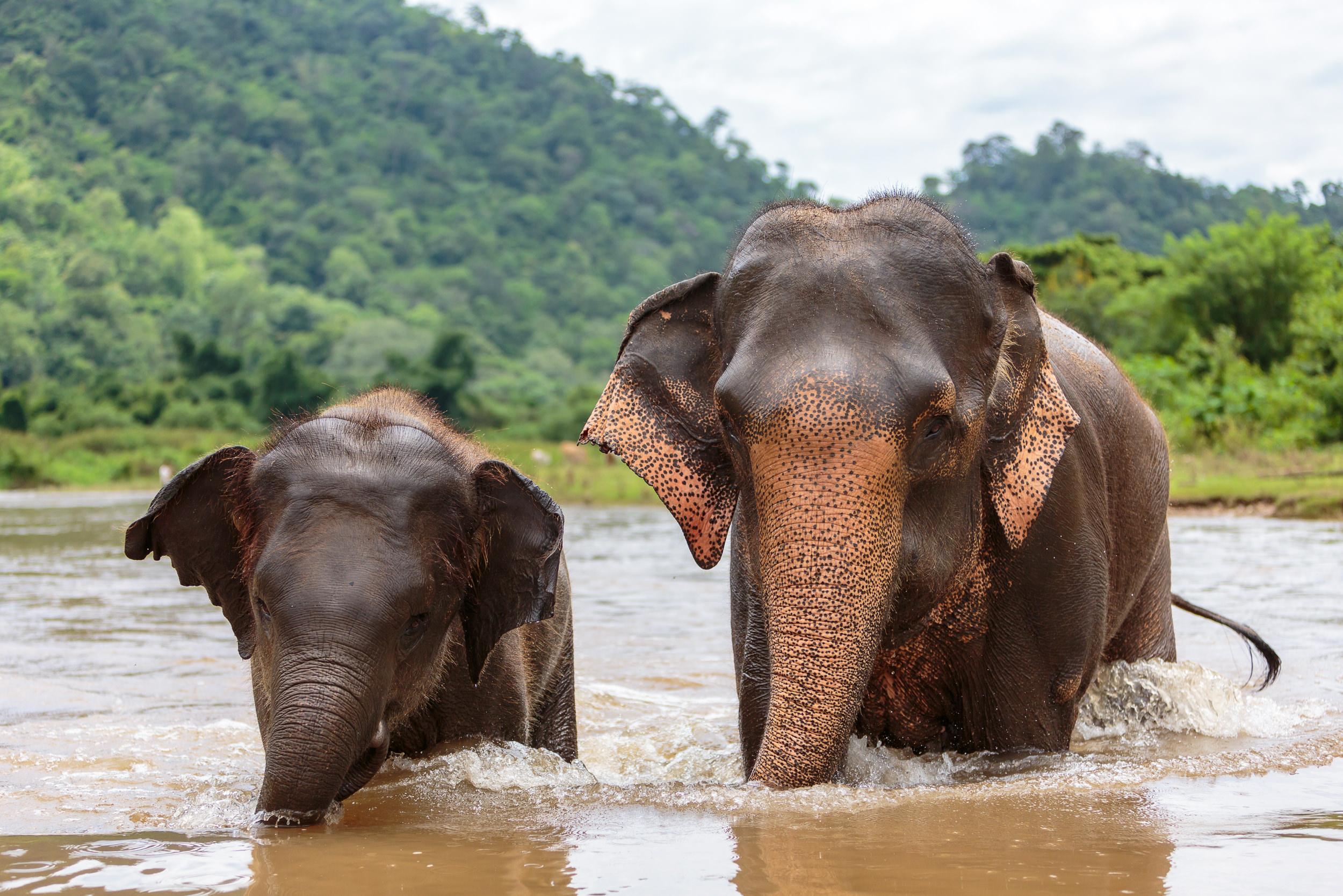Gavin Gough · Elephant Conservation · Editorial, Humanitarian & Travel