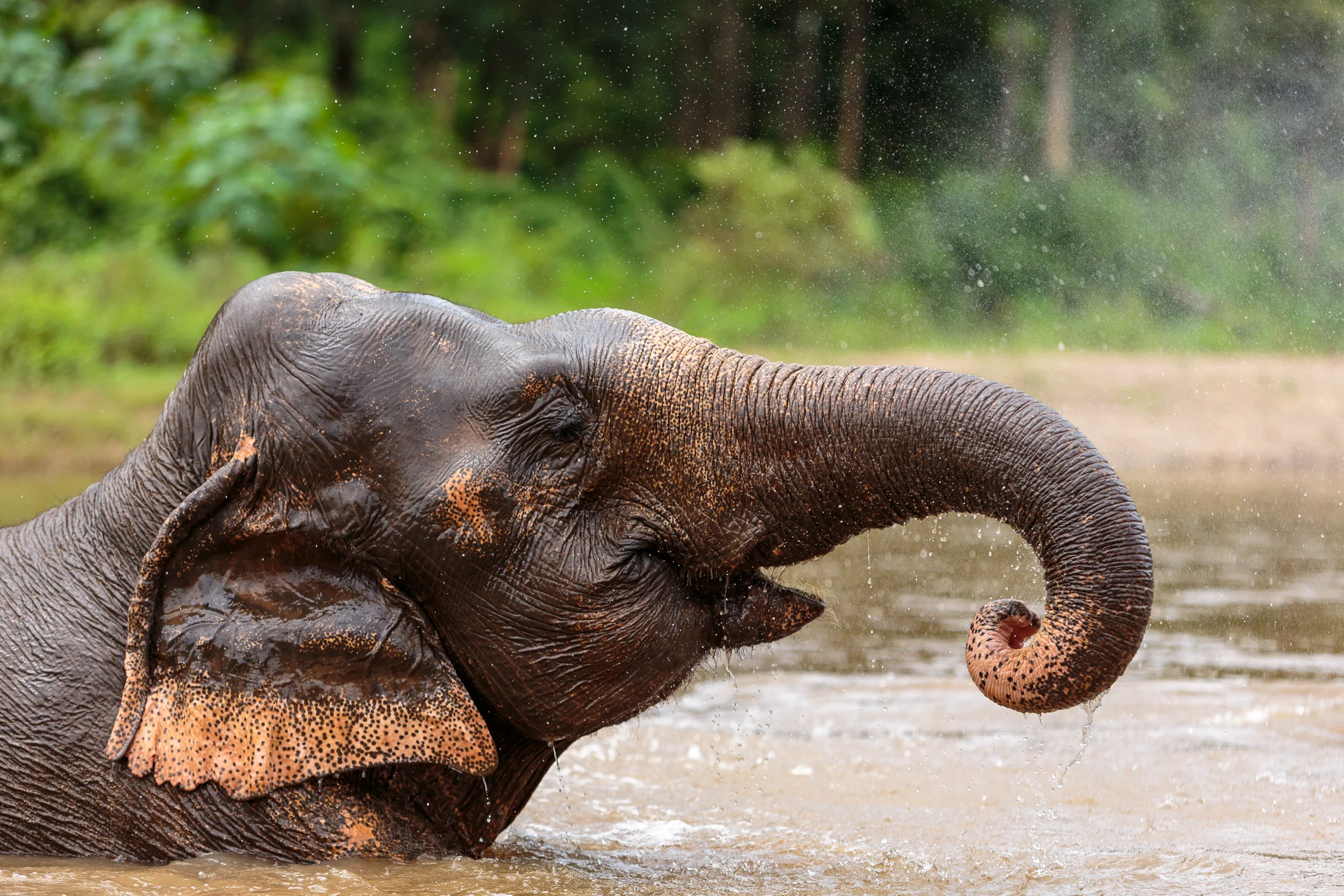 You can learn more about Lek Chailert and the work of the Elephant Nature Park on their web site .