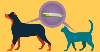 microchip-dog-cat.jpg