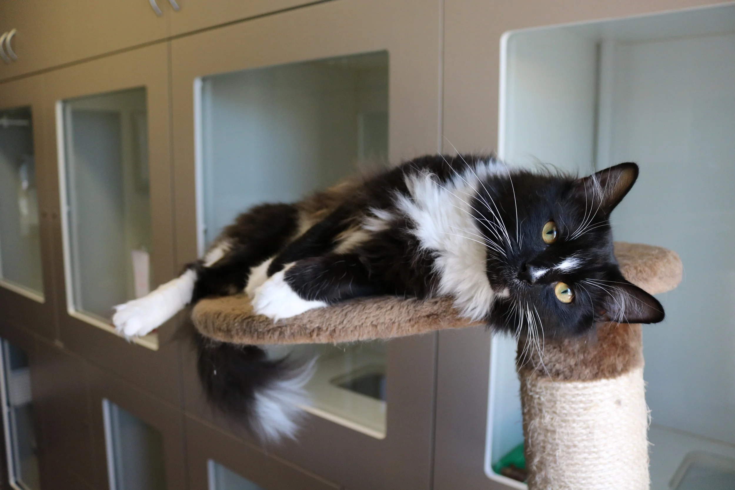 Dementia can affect our pets too