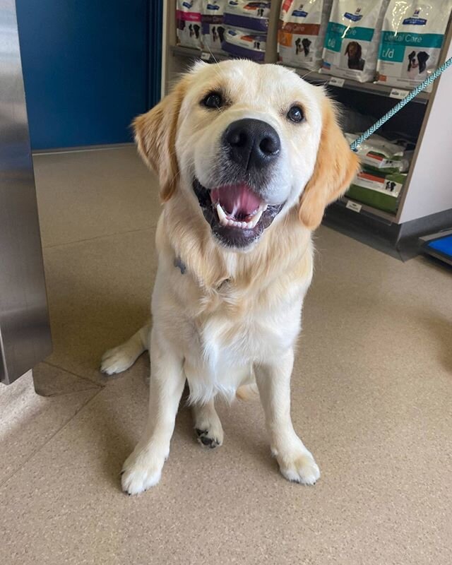 Our good friend Atlas is an 8 month old golden retriever 🙌 - he loves popping in to say hi on his walks ❤️