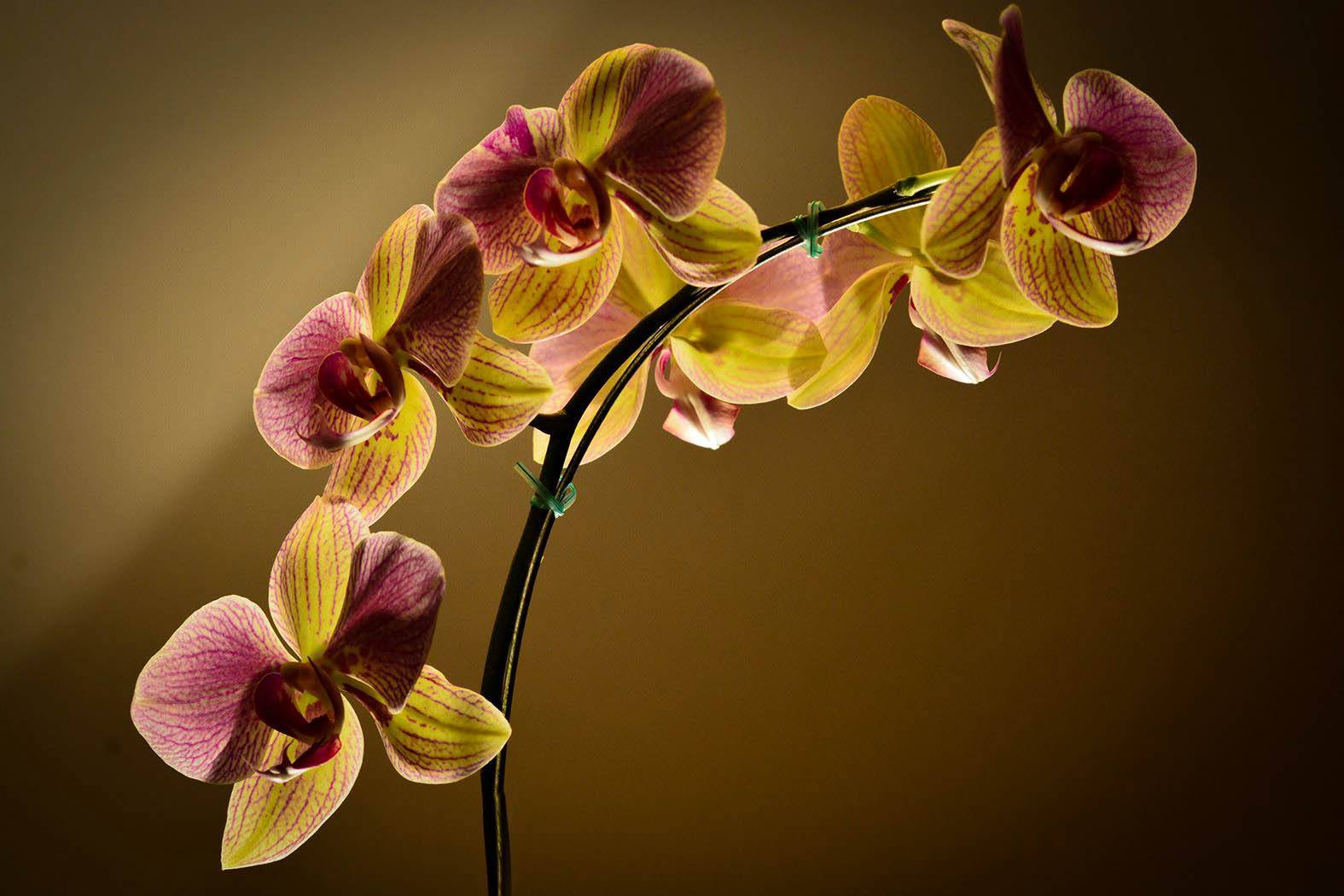  Orchids, Buenos Aires, Argentina 