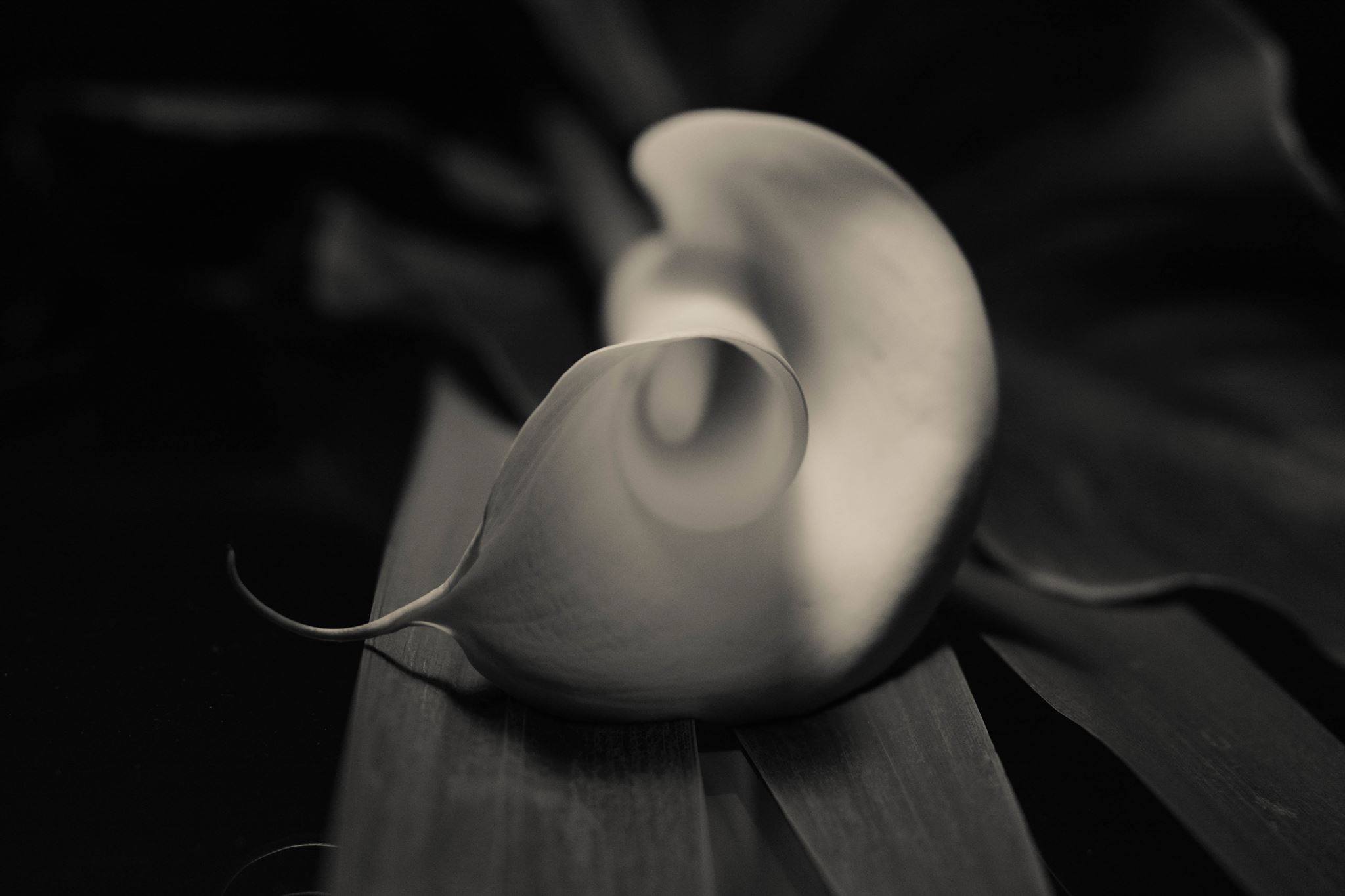 Calla, NYC