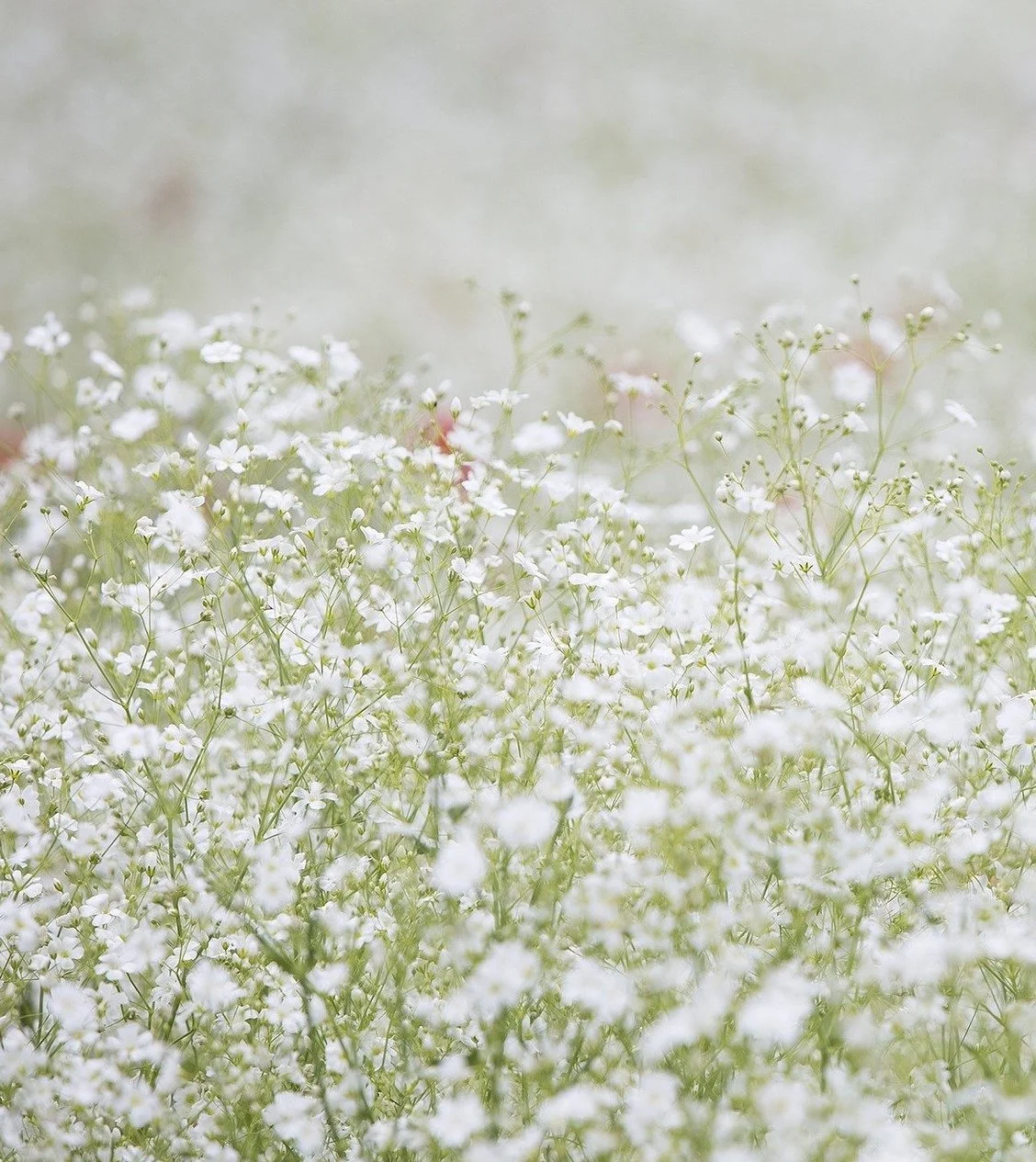 poppy-gce3f28555_1920 2.jpeg