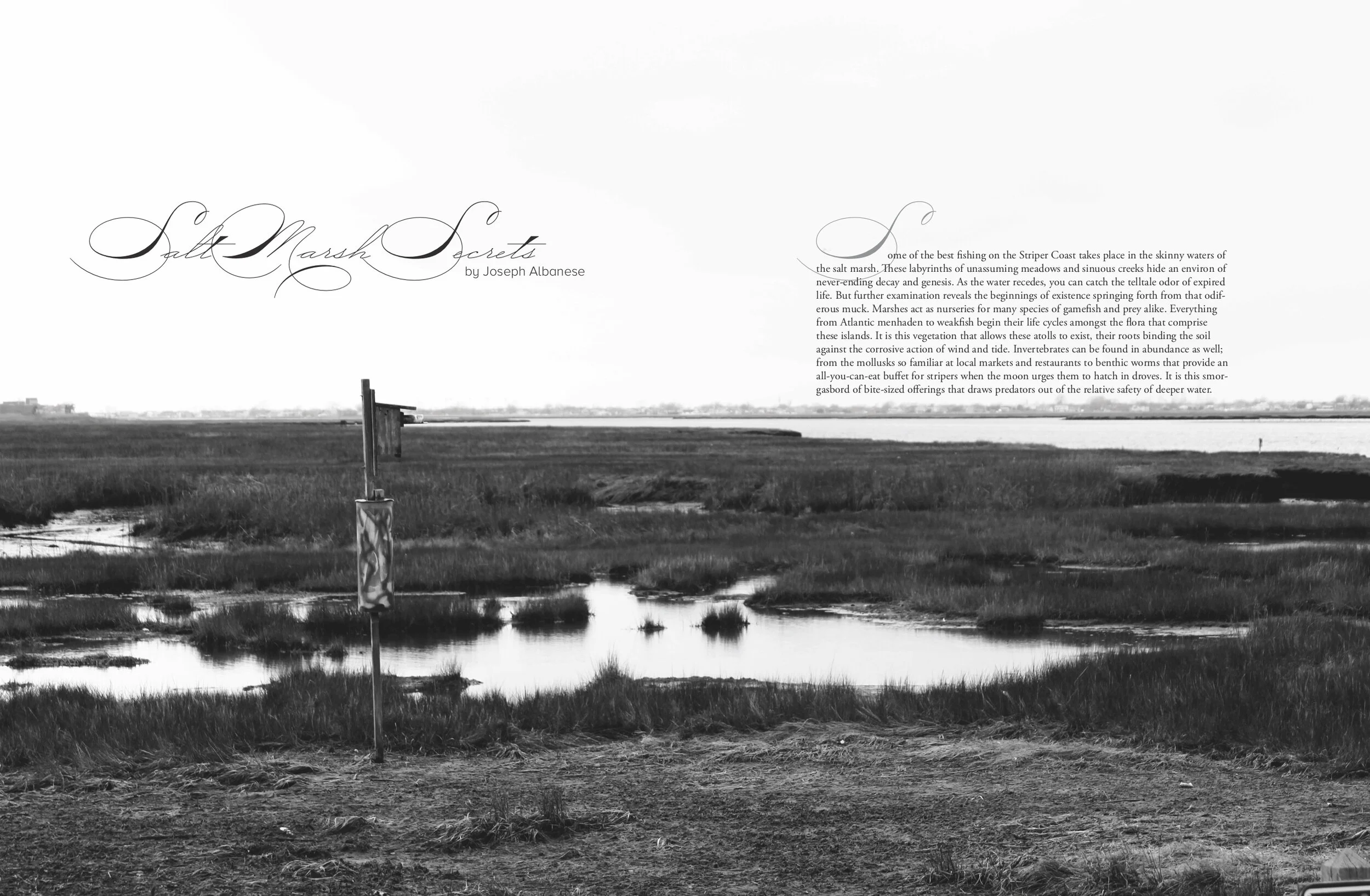 Tail Issue 34 Salt Marsh Secrets 1.jpg