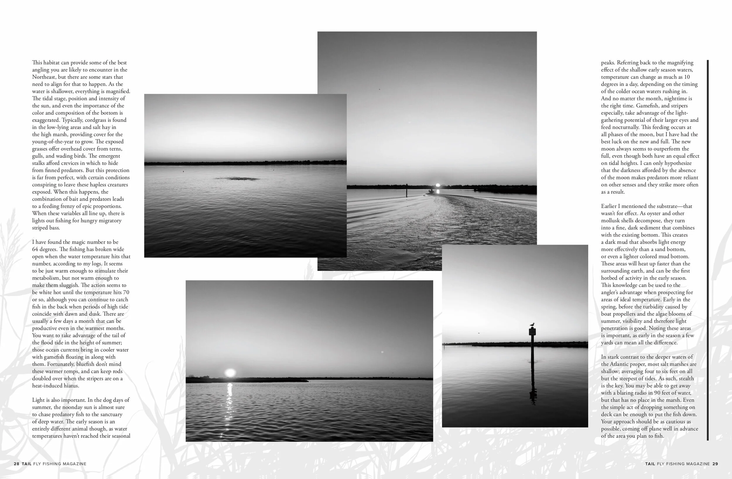 Tail Issue 34 Salt Marsh Secrets 2.jpg