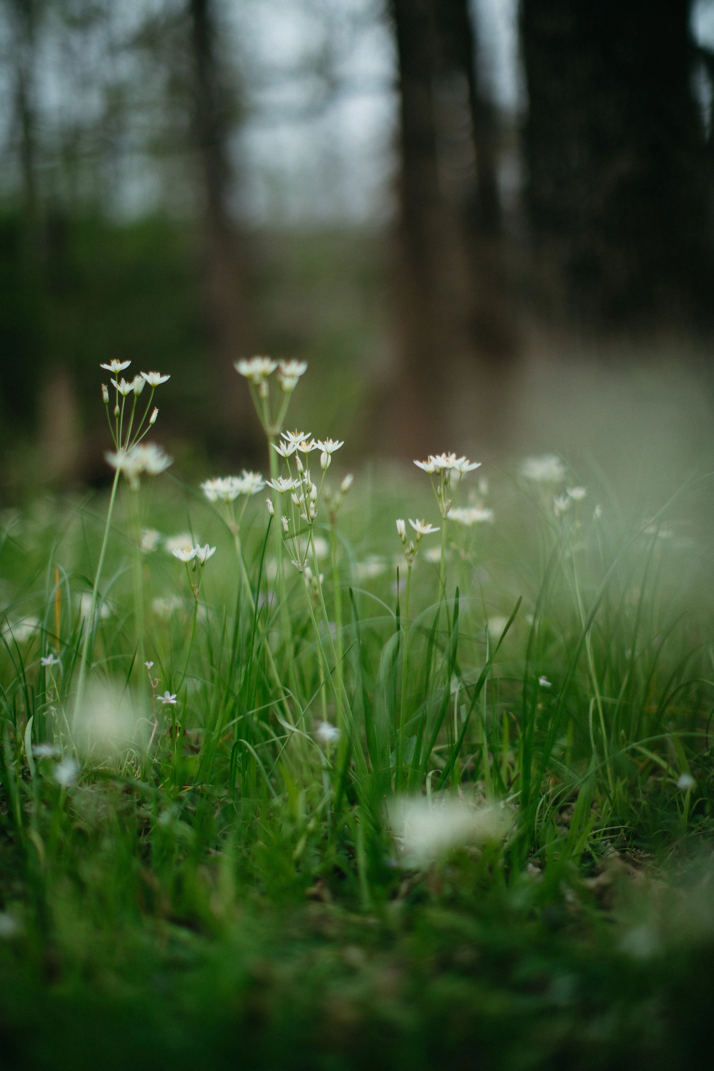 EV_MADDIE_SPRING 2025-35.JPG