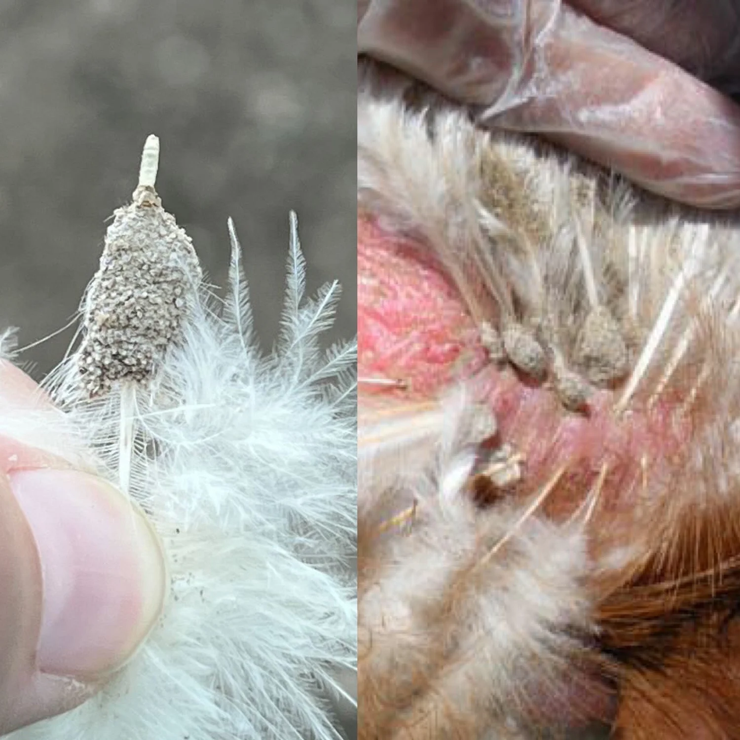 Mites & Lice — Purely Chickens