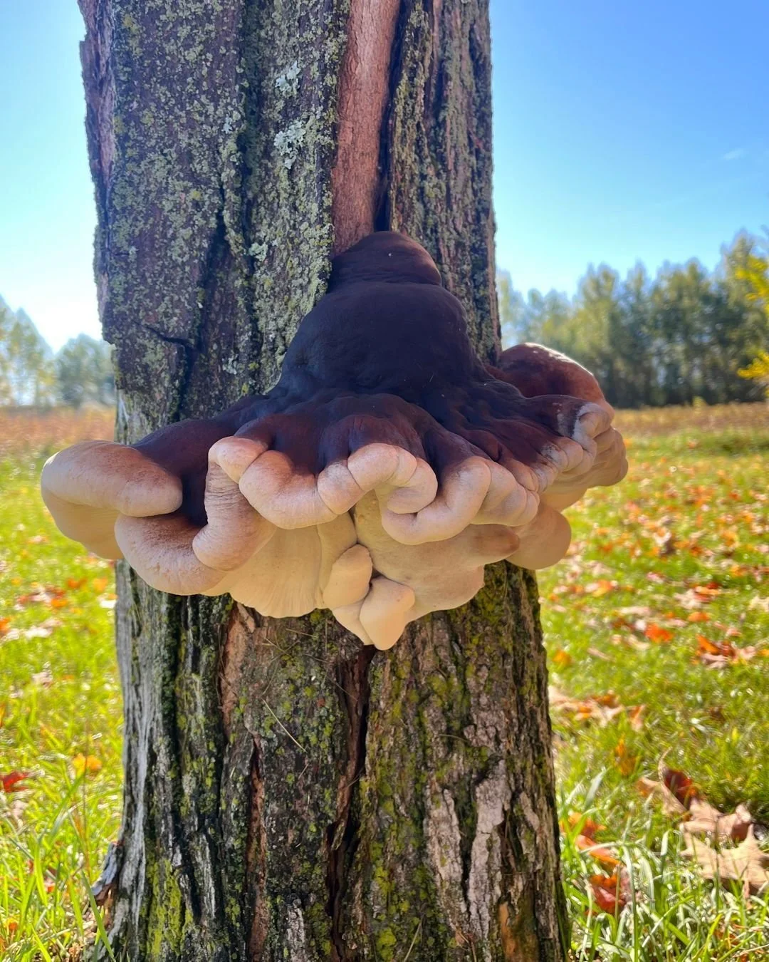 Mushroom photo dump! 🍄 

A little fun fact about me, I love going on hikes and finding mushrooms! I don't eat or collect them, I just think they are super cool and take pictures. I have hundreds on photos of wild mushrooms on my phone 😬 so here are