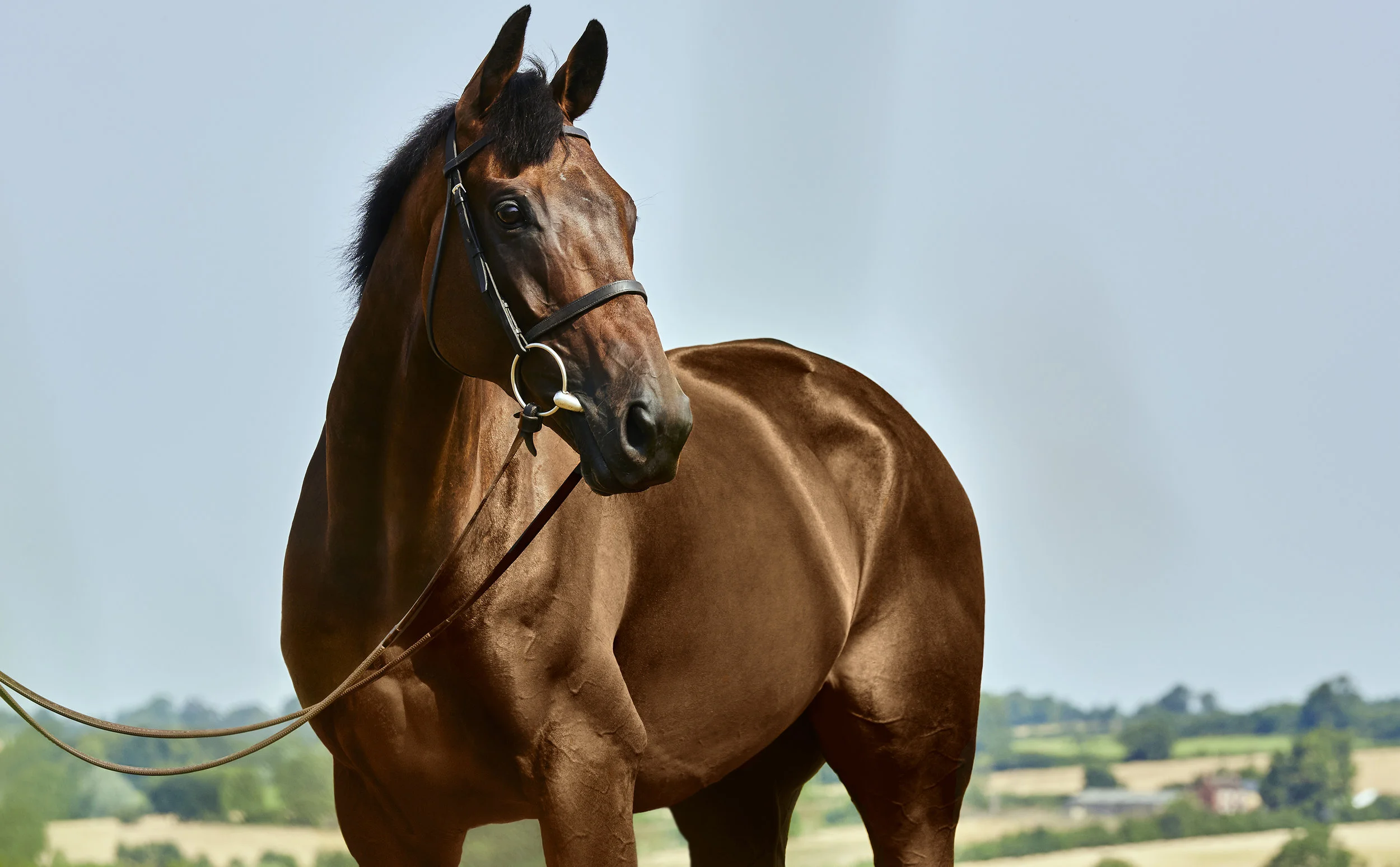 HF_BAILEY_13_07_18__0320 copy copy.FINALtif.jpg