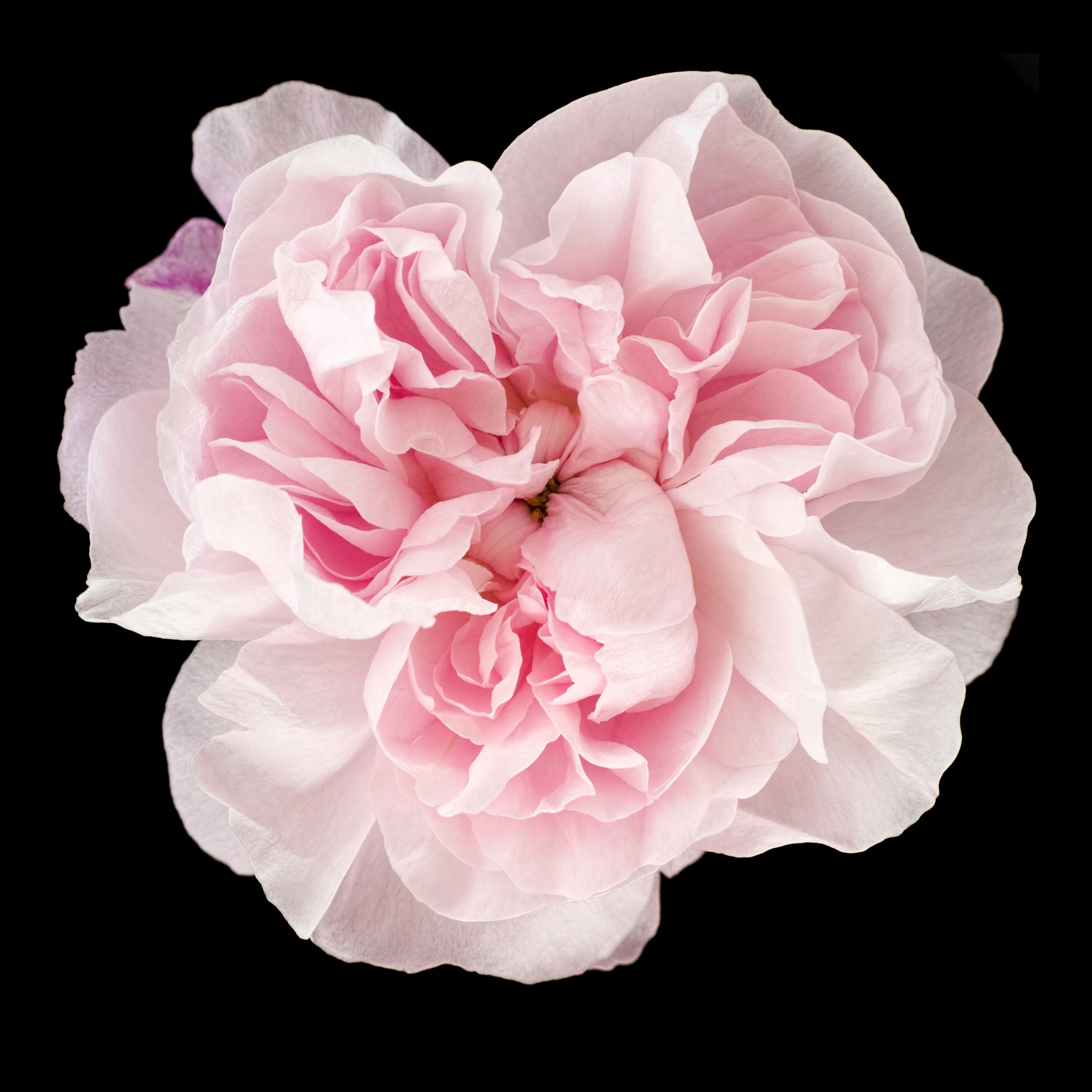 rosor2016-fantin_latour-03072015-fantin_latour_SDI0273-03072015.jpg