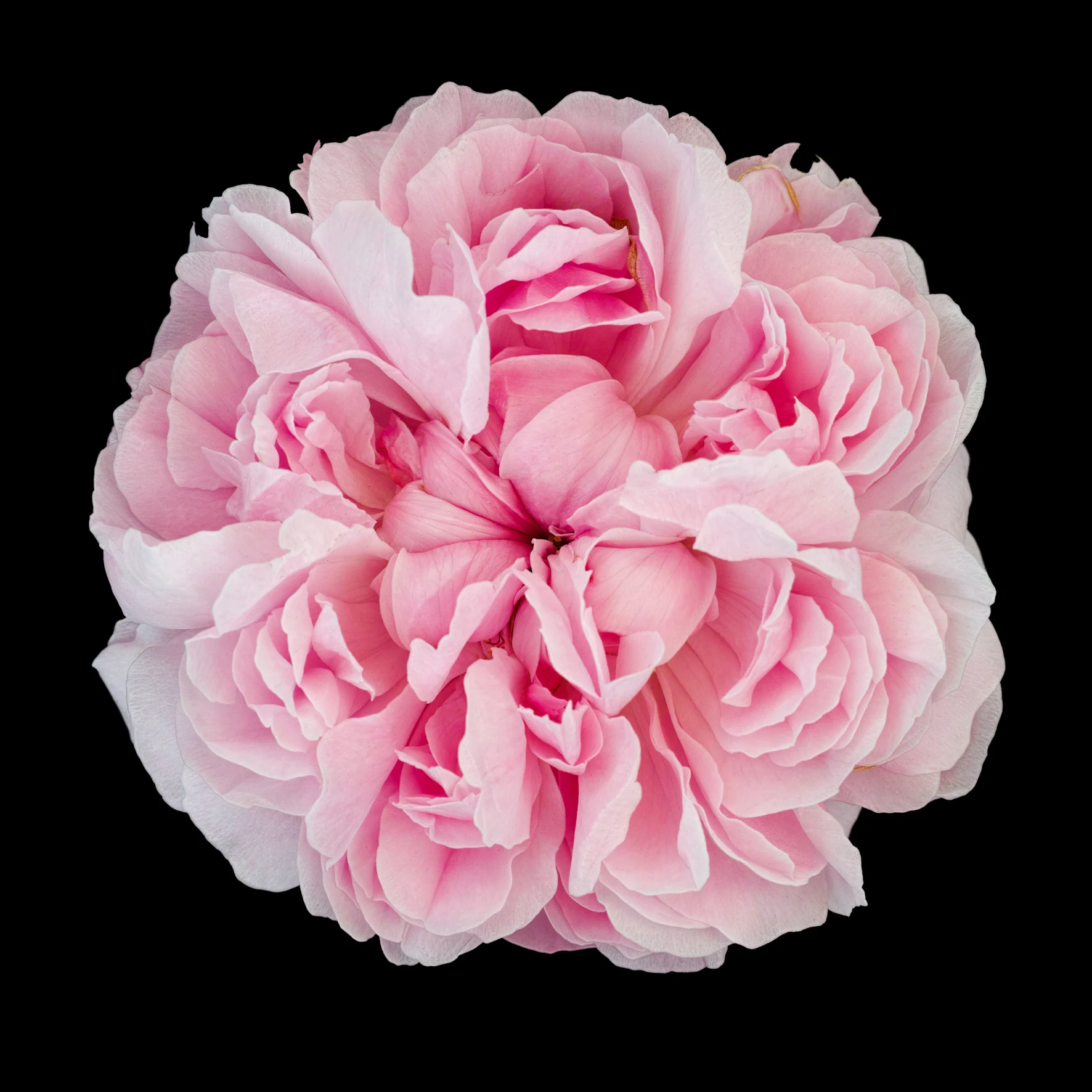 rosor2016-jacques_cartier-17072015-jacques_cartier_SDI0626-17072015.jpg