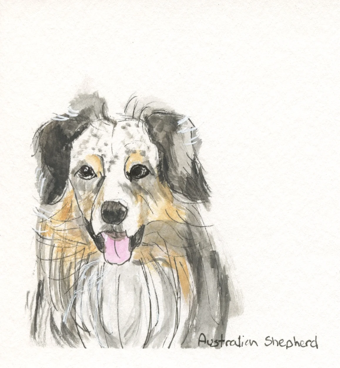 Australian Shepherd 1.jpg