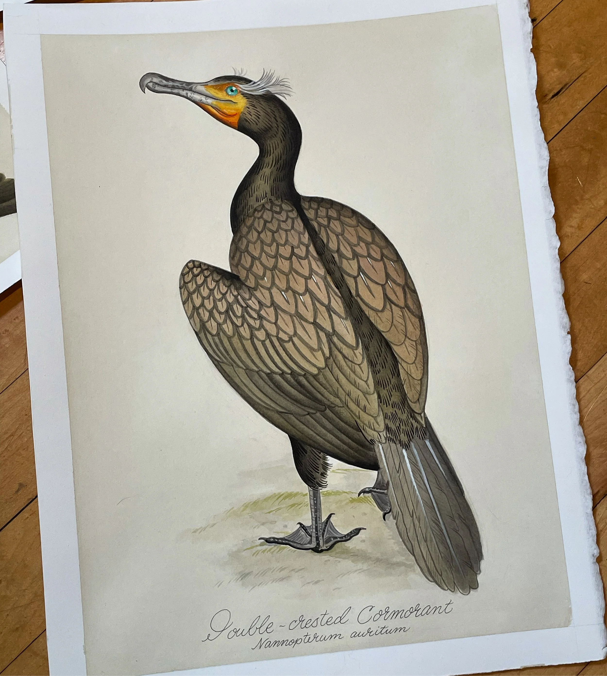 CORMORANT.JPG