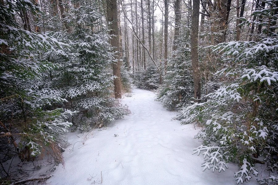 trail-through-the-snowy-forest-rick-berk.jpg