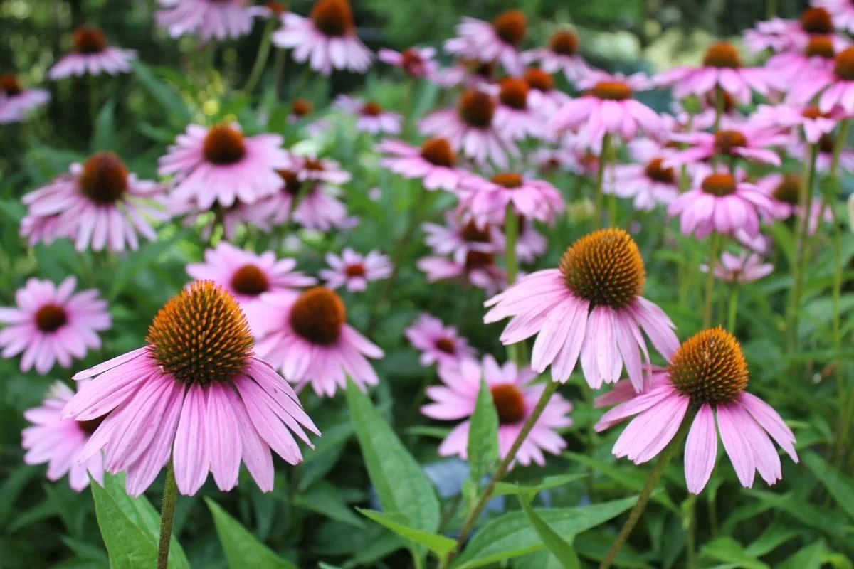 Coneflowers-Pexels.jpg