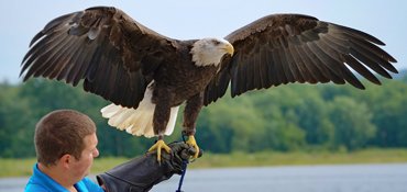 web_AdoptAnEagle.jpg