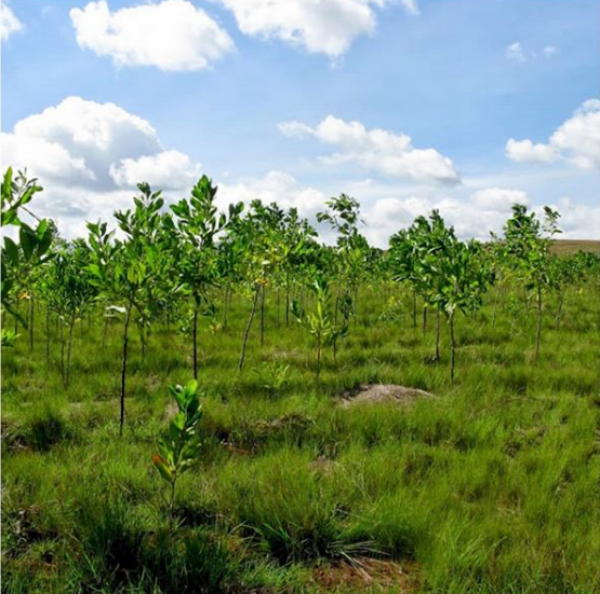 Les arbres plantés grâce à Madagas”Care.