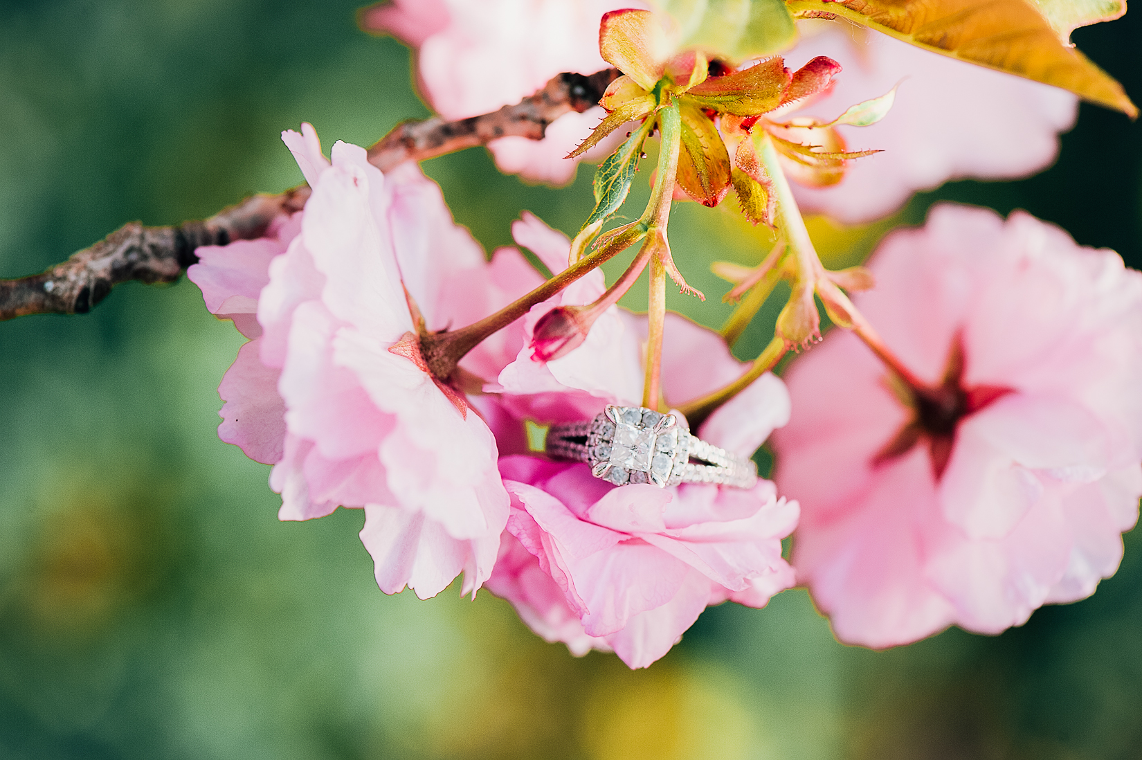 engagement_cherryblossoms_virginiaweddingphotographer_JanieHunter (1).jpg