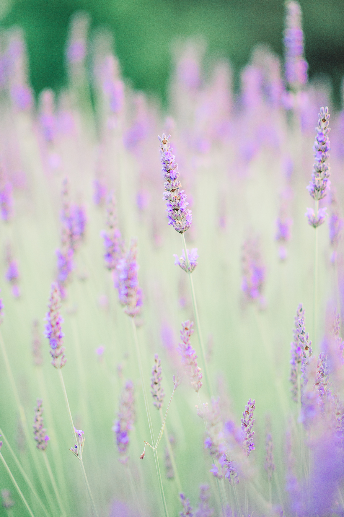 engagement_lavenderfield_youseephotography_LidiaOtto (28a).jpg