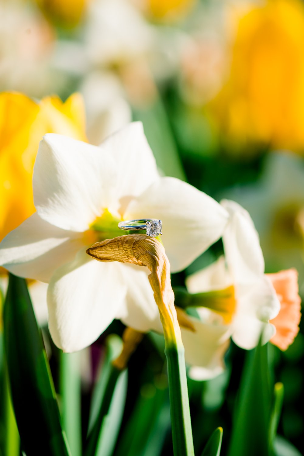 Maymont_EngagementSession_SpringPhotos_RichmondPhotographer_youseephotography_BrandiDevin_blogpic51.jpg