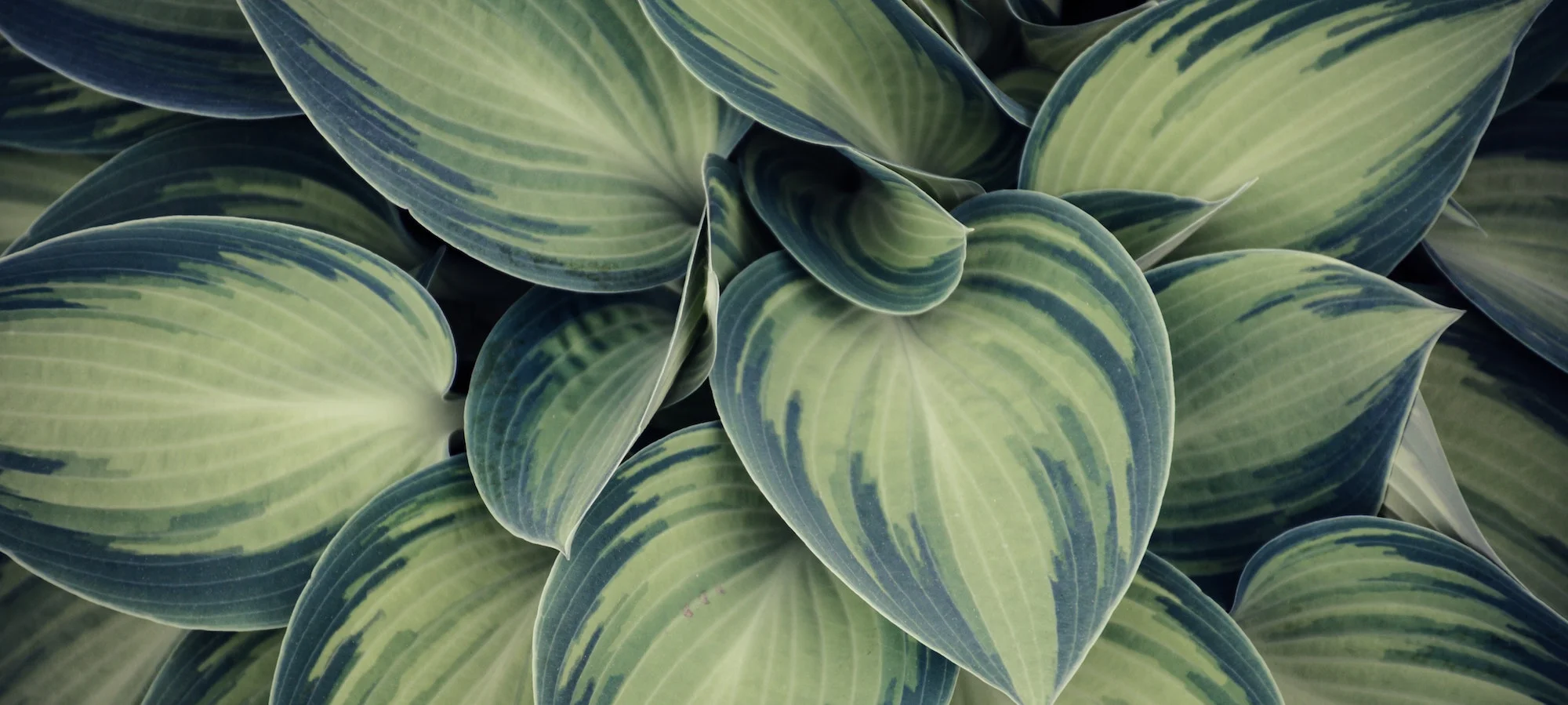 Individual Counseling Banner.JPG