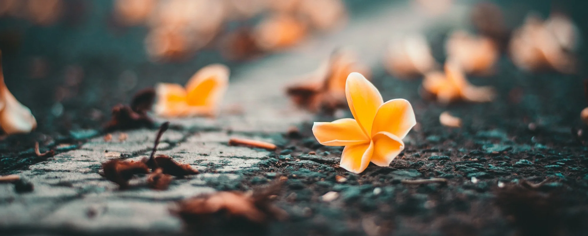 Couples Counseling Banner.JPG