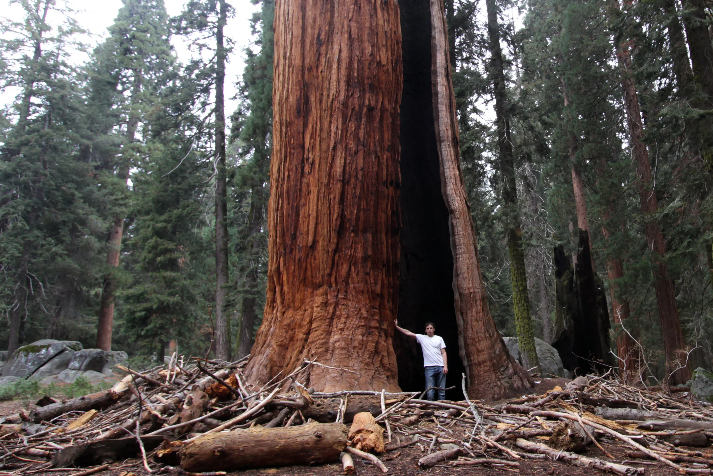 insta sequoia.jpg