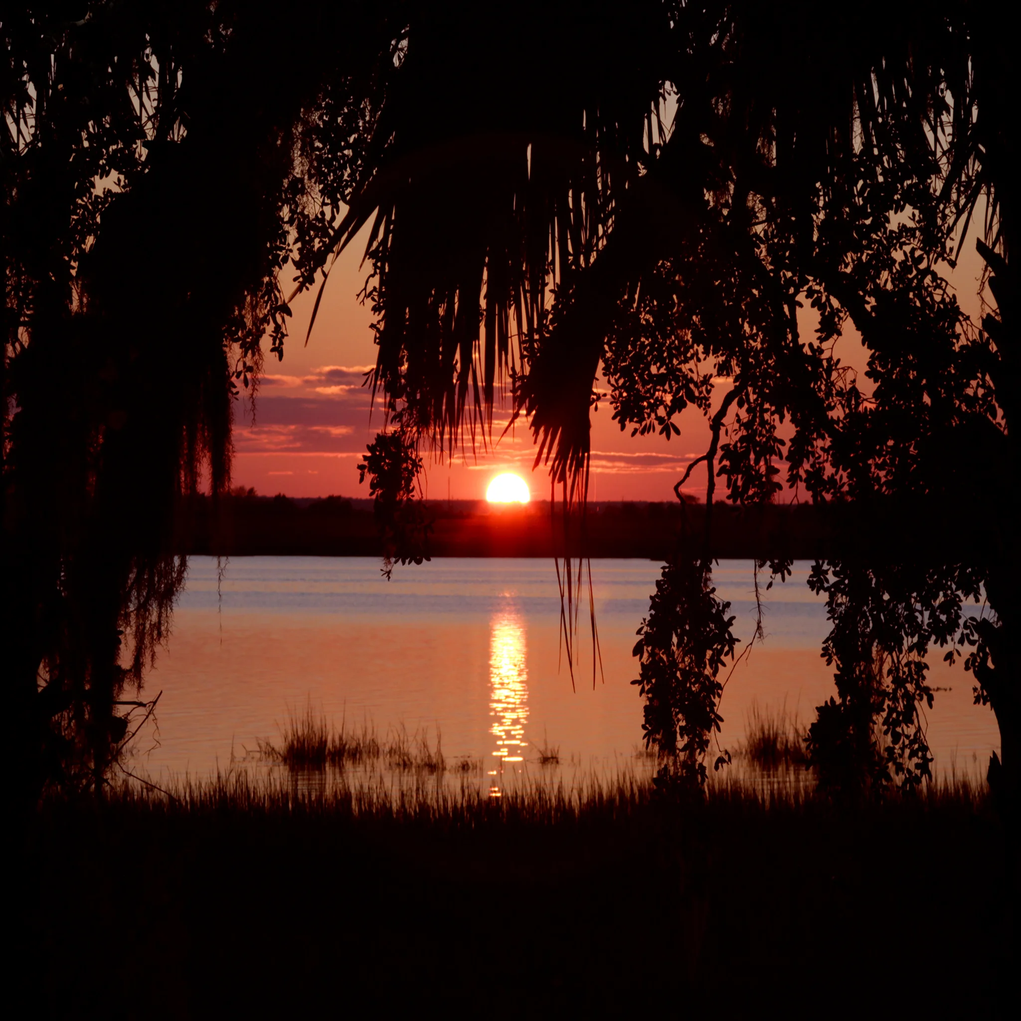 Instagram mosscopy.jpg